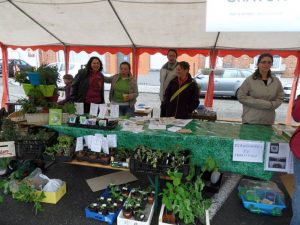 marché legumes