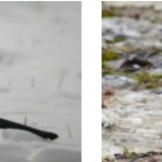 Fabrication de mangeoires et observation d’oiseaux