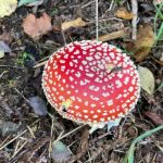 Visite du plateau des Tailles